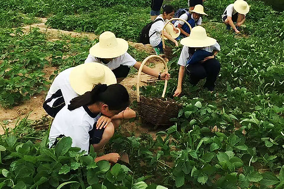 农作物种植及管理-北京市中学生"学农教育"