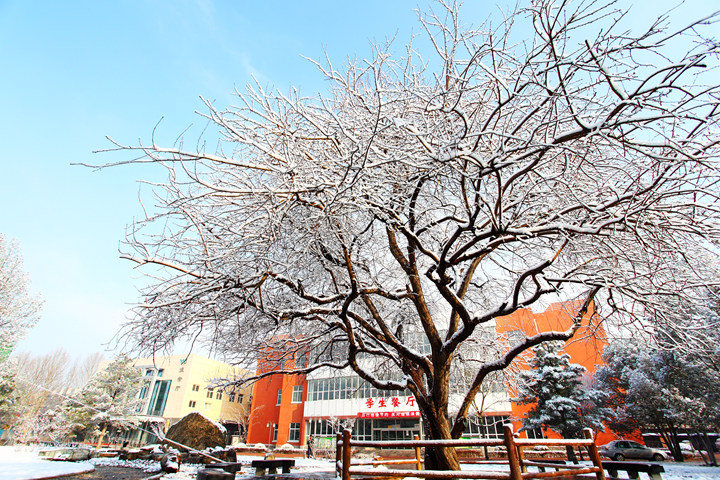 冬雪